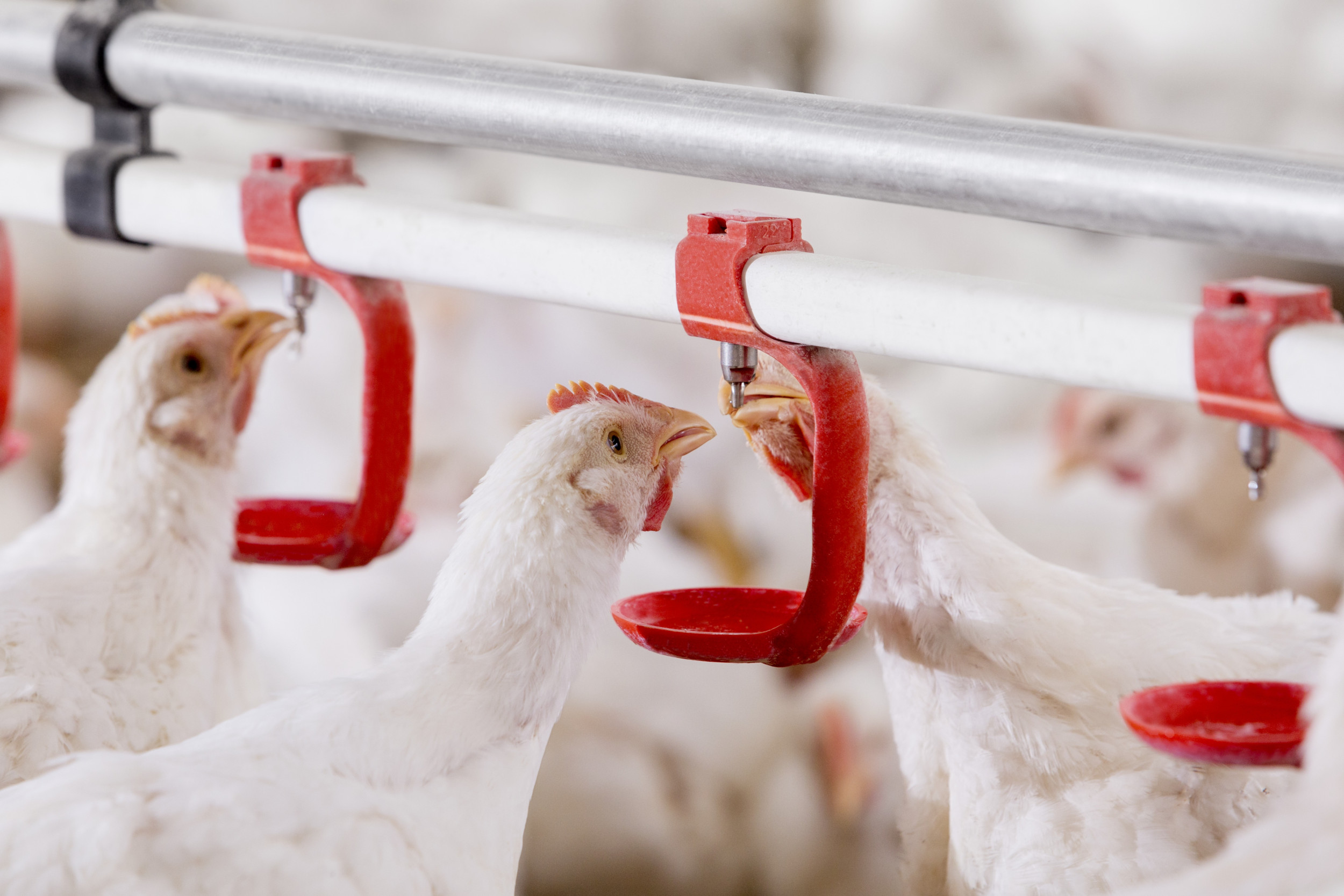 Steering poultry flock resilience with trace minerals