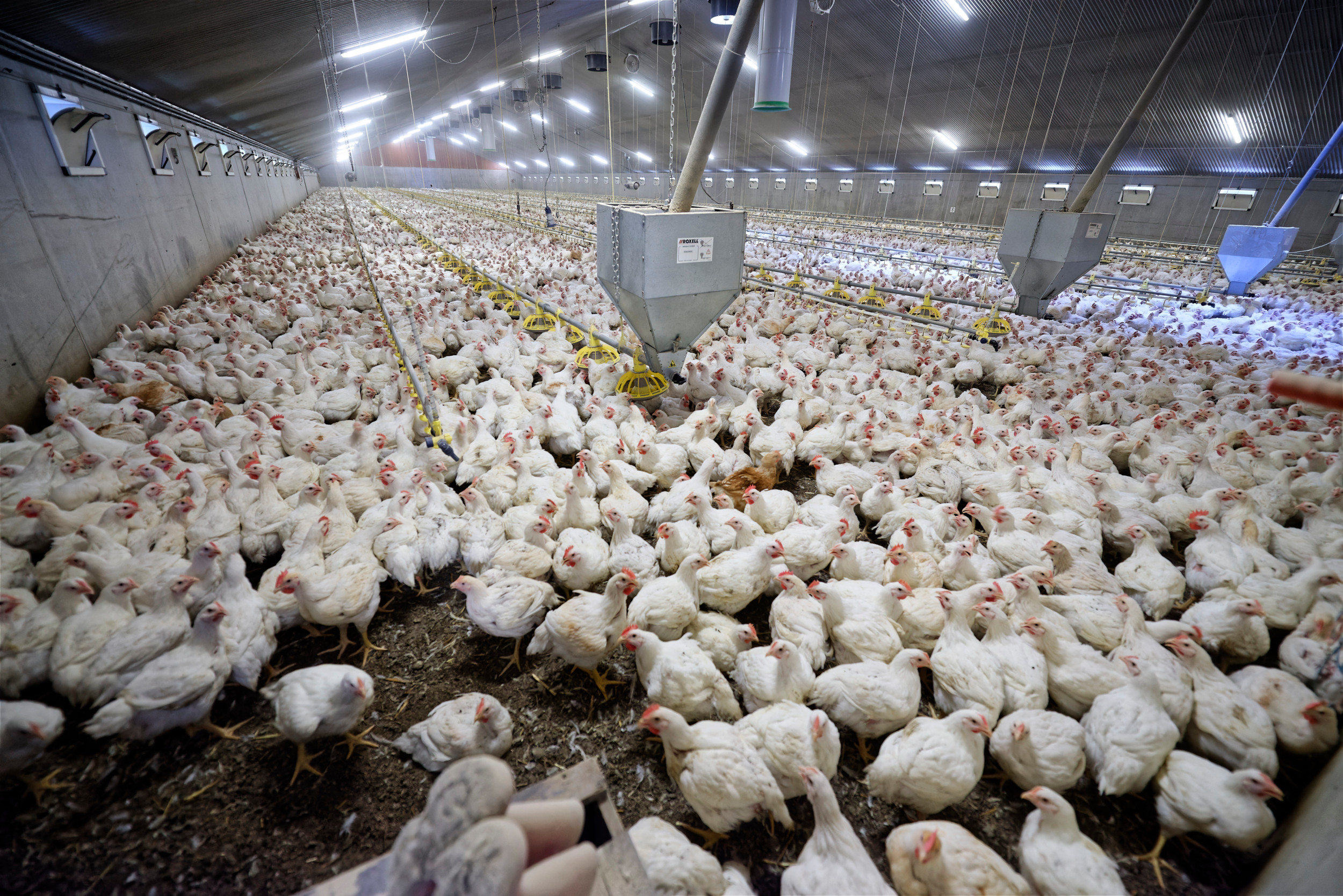 What are some great benefits of pure nano-zinc for broilers