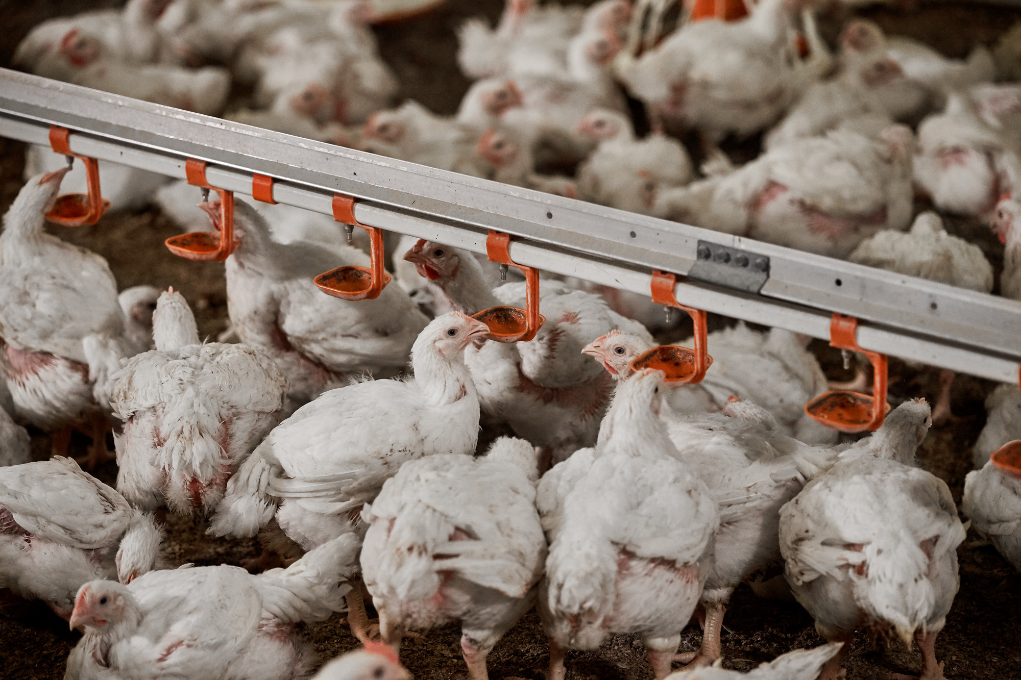 Balancing the gut microbiome for optimum poultry effectivity