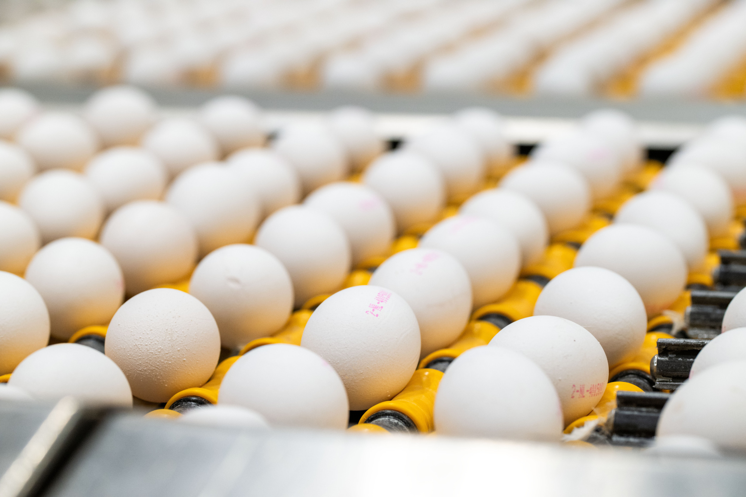 Egg shortages and extreme egg prices persist throughout the US