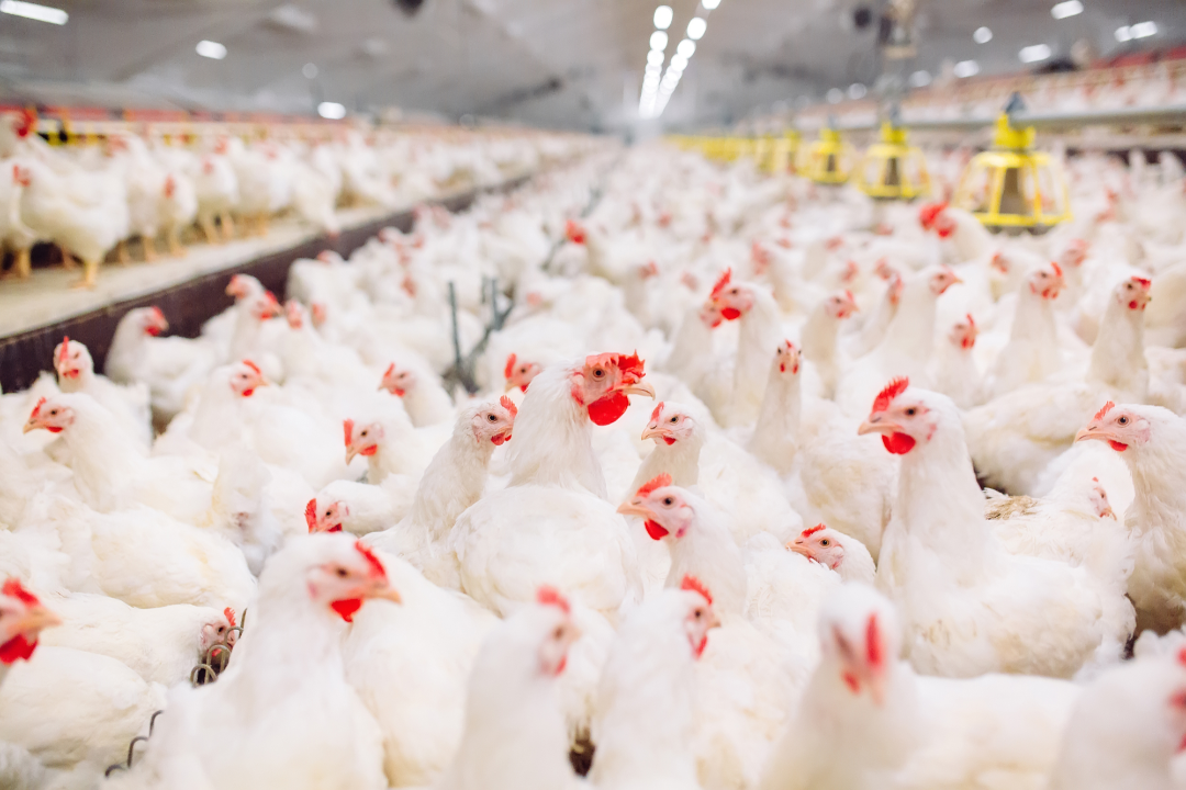 Easy info to BCO lameness in chickens: Causes and choices