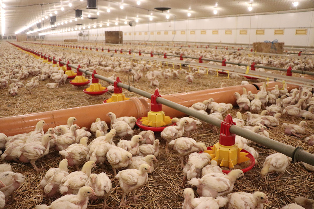 Poland poultry a powerhouse to reckon with