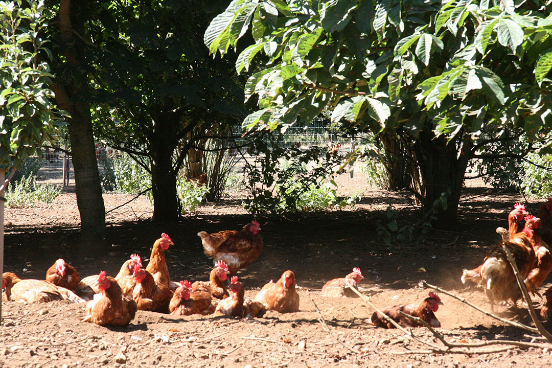 ‘Carbon-neutral eggs make good sense’