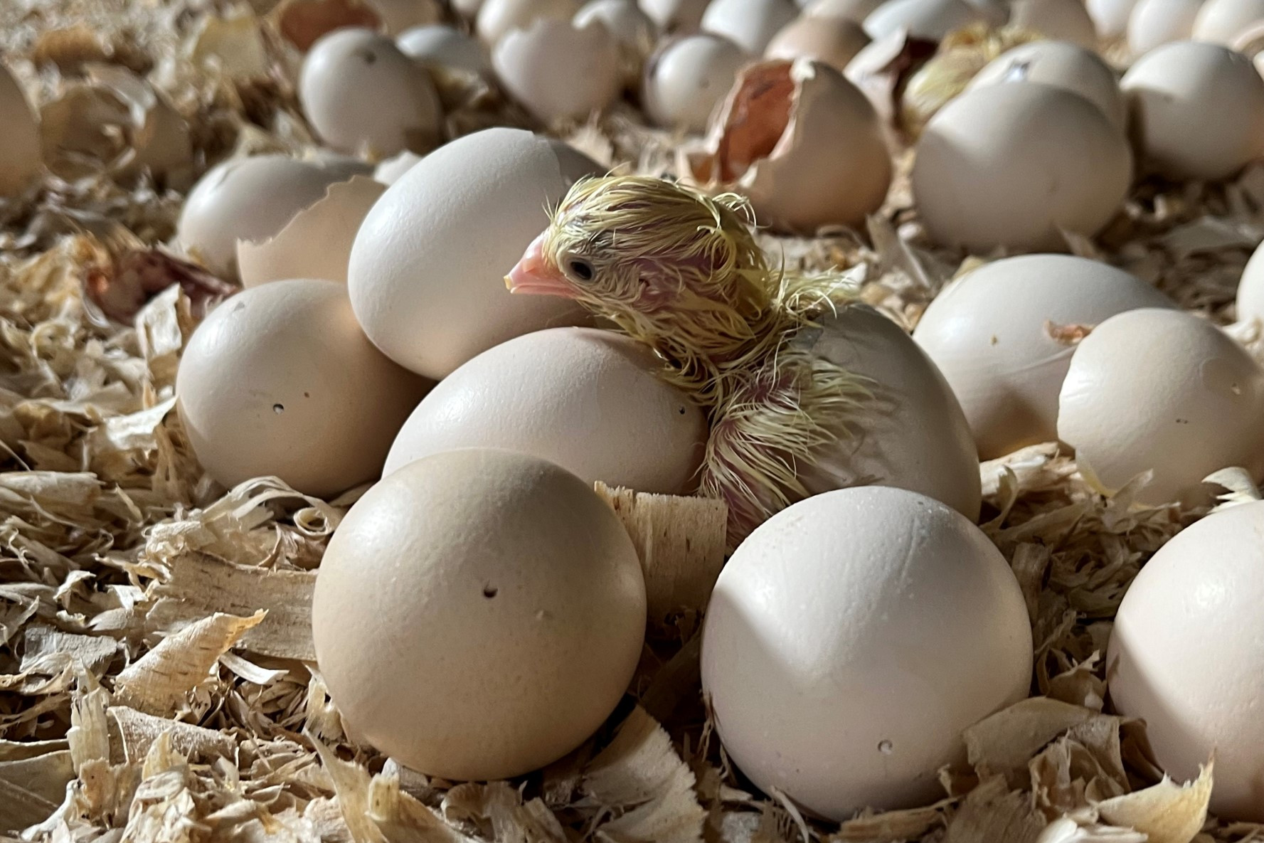 Perdue Farms adopts NestBorn on-farm hatching concept