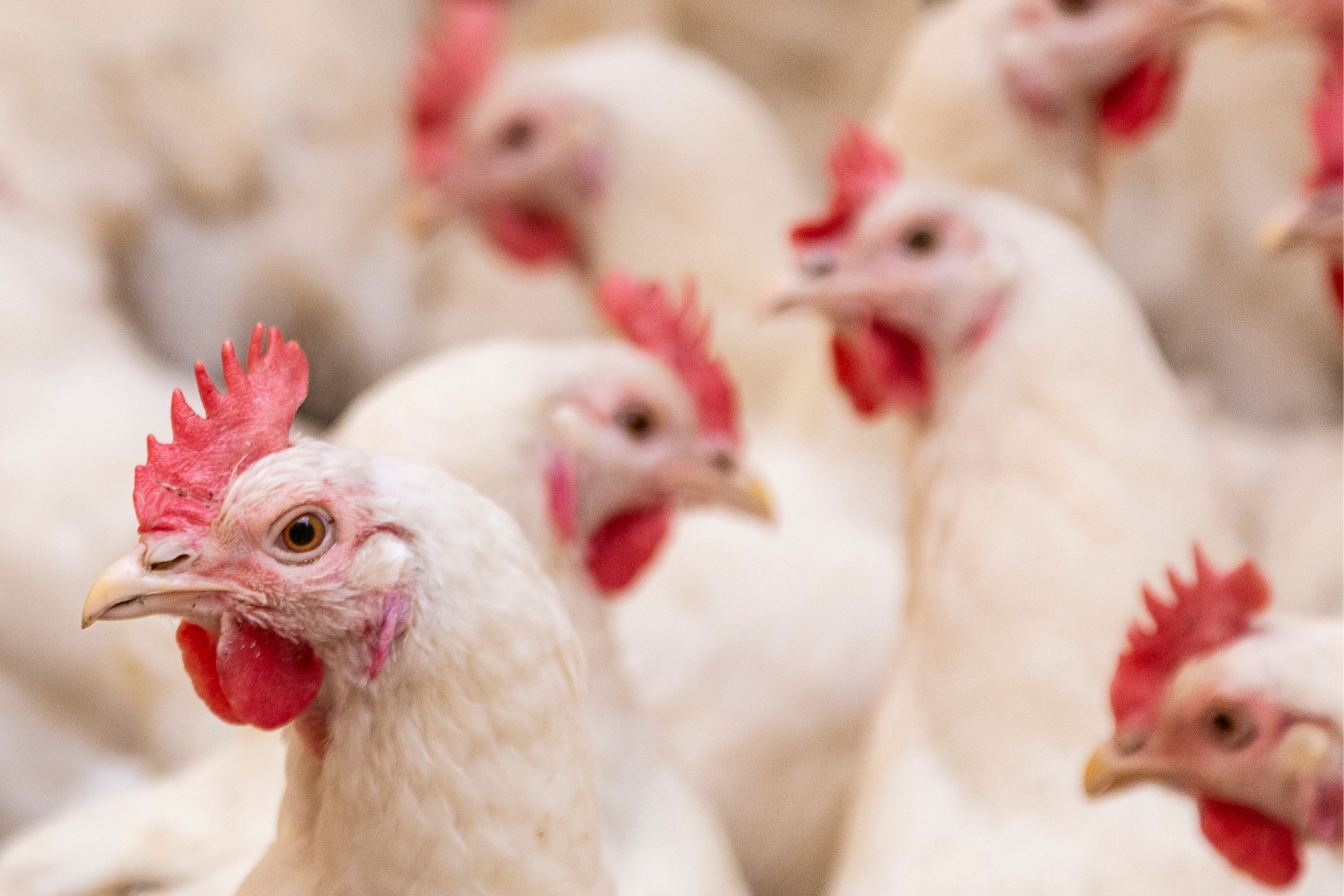 Genetic clues might help breed chickens resilient to hen flu