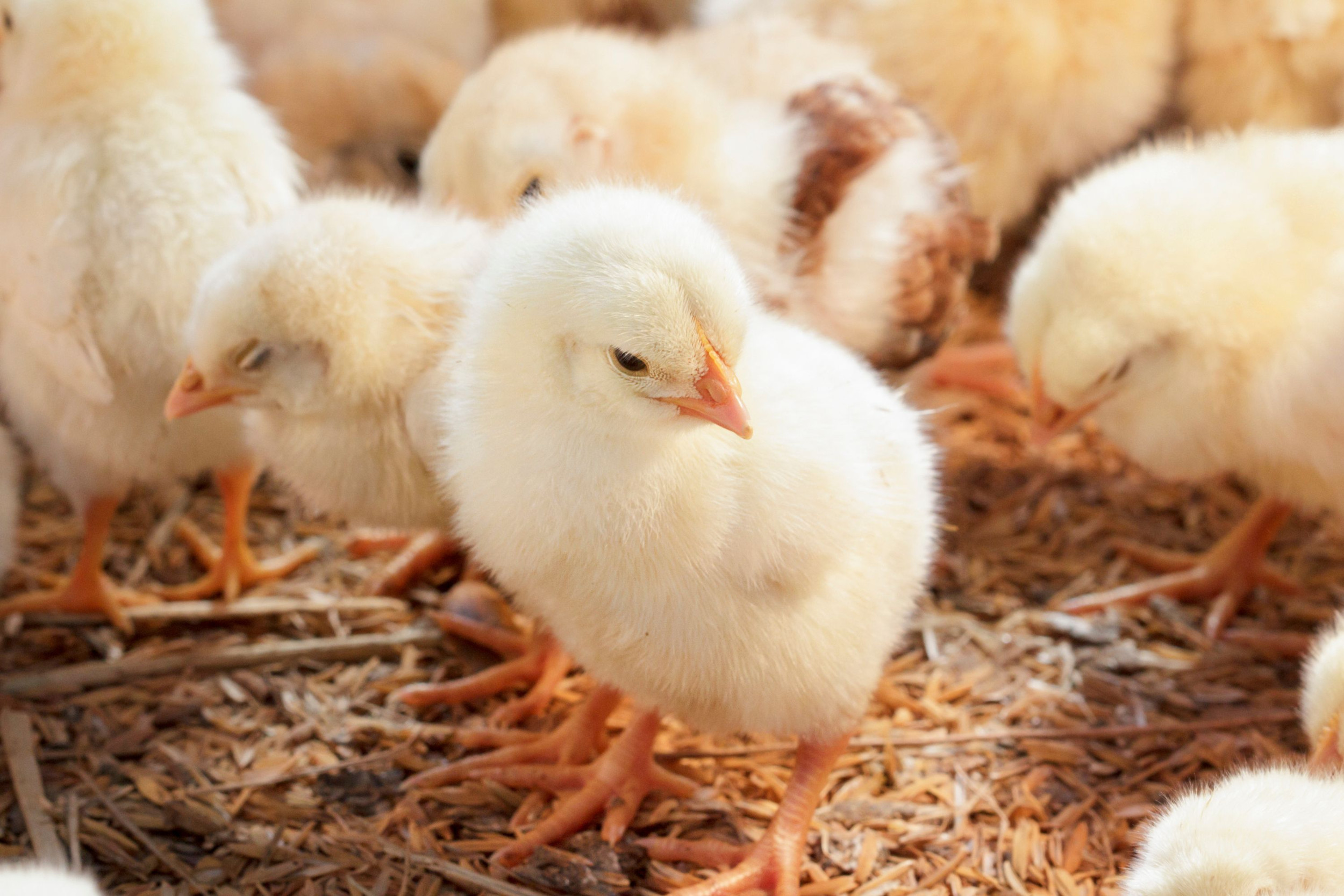 Canada: Antimicrobial vegetation studied for micro organism administration in poultry