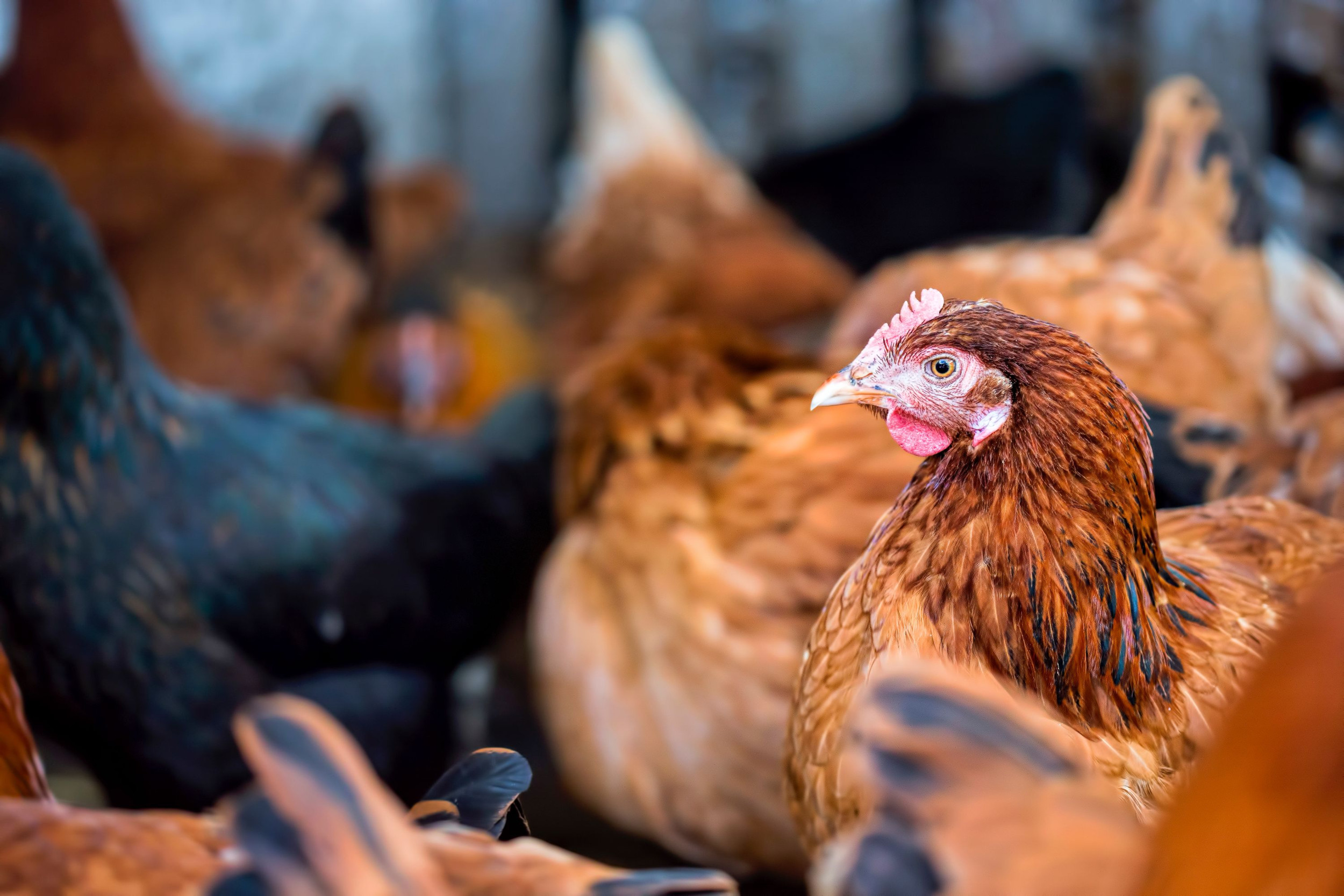 Is the UK egg sector on monitor to be cage-free by 2025?