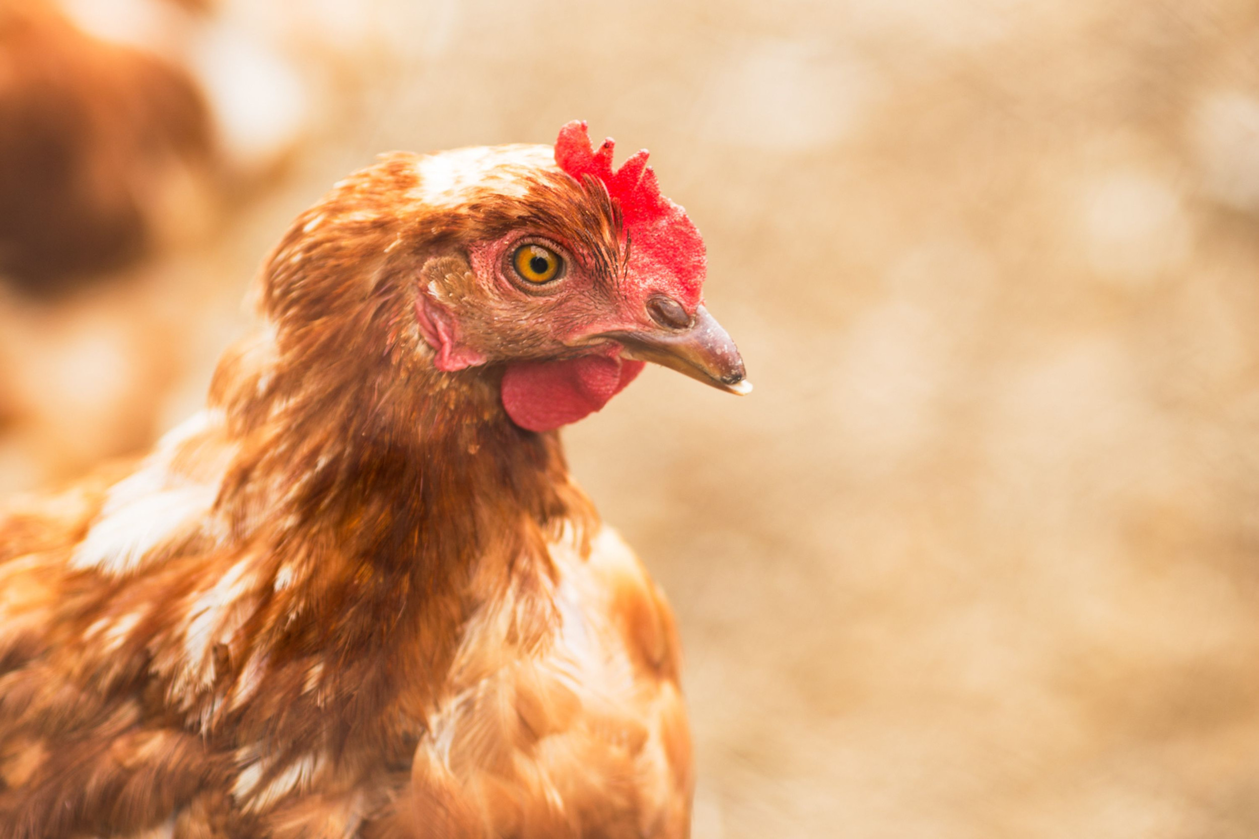 Poland lagging in cage-free hen commitments