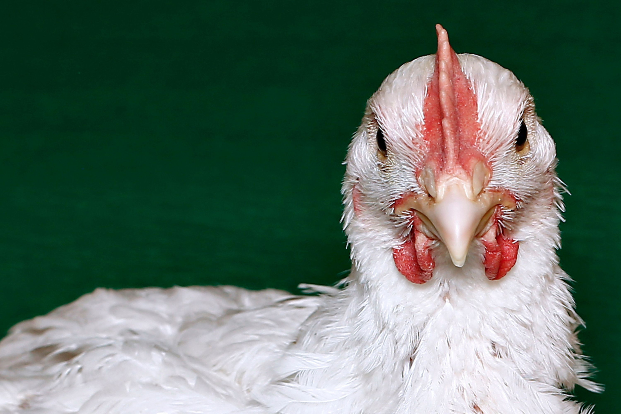 Court docket docket of Attraction dismisses case in opposition to modern broiler rearing