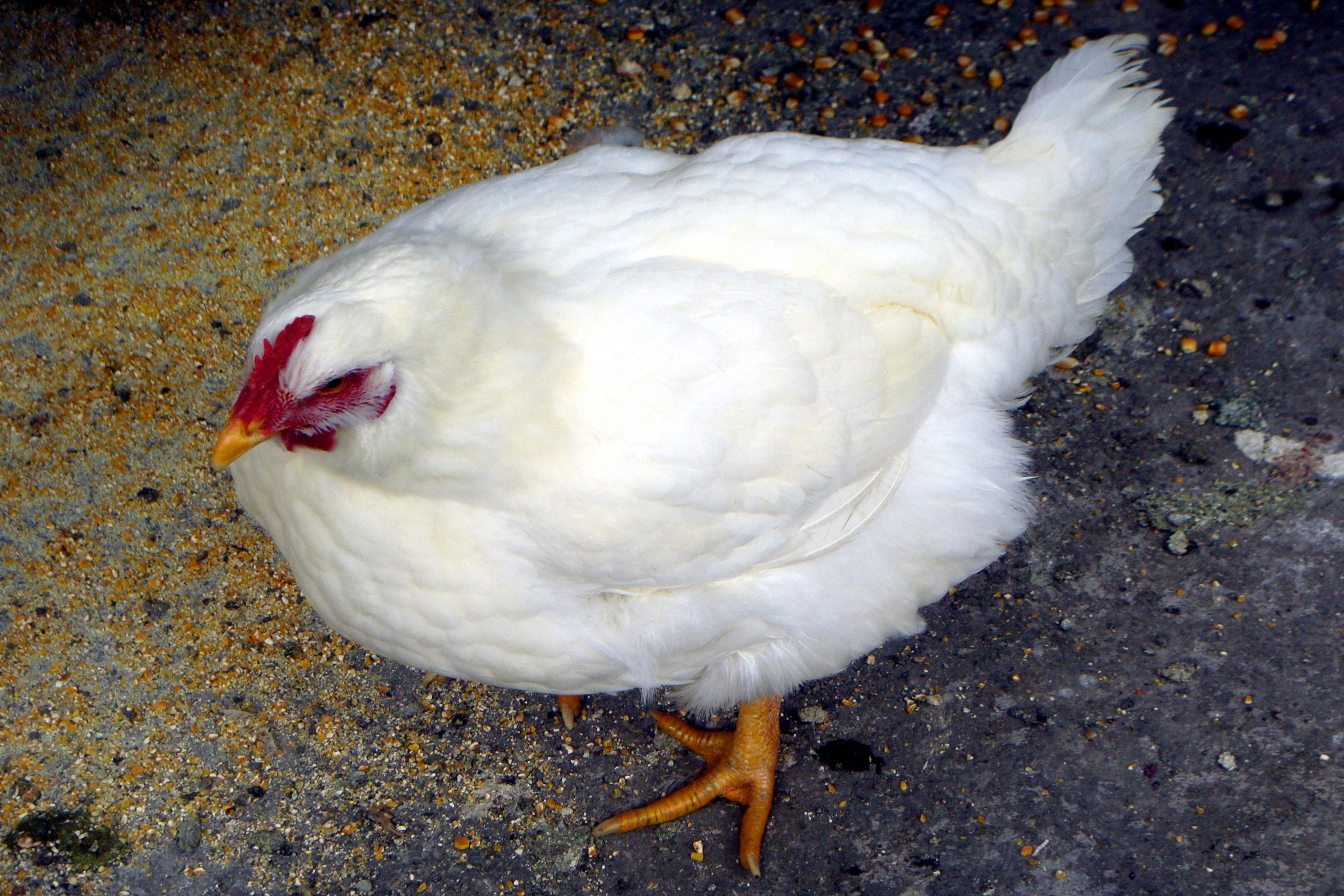 Have an effect on of black soldier fly larvae in slow-growing poultry breeds