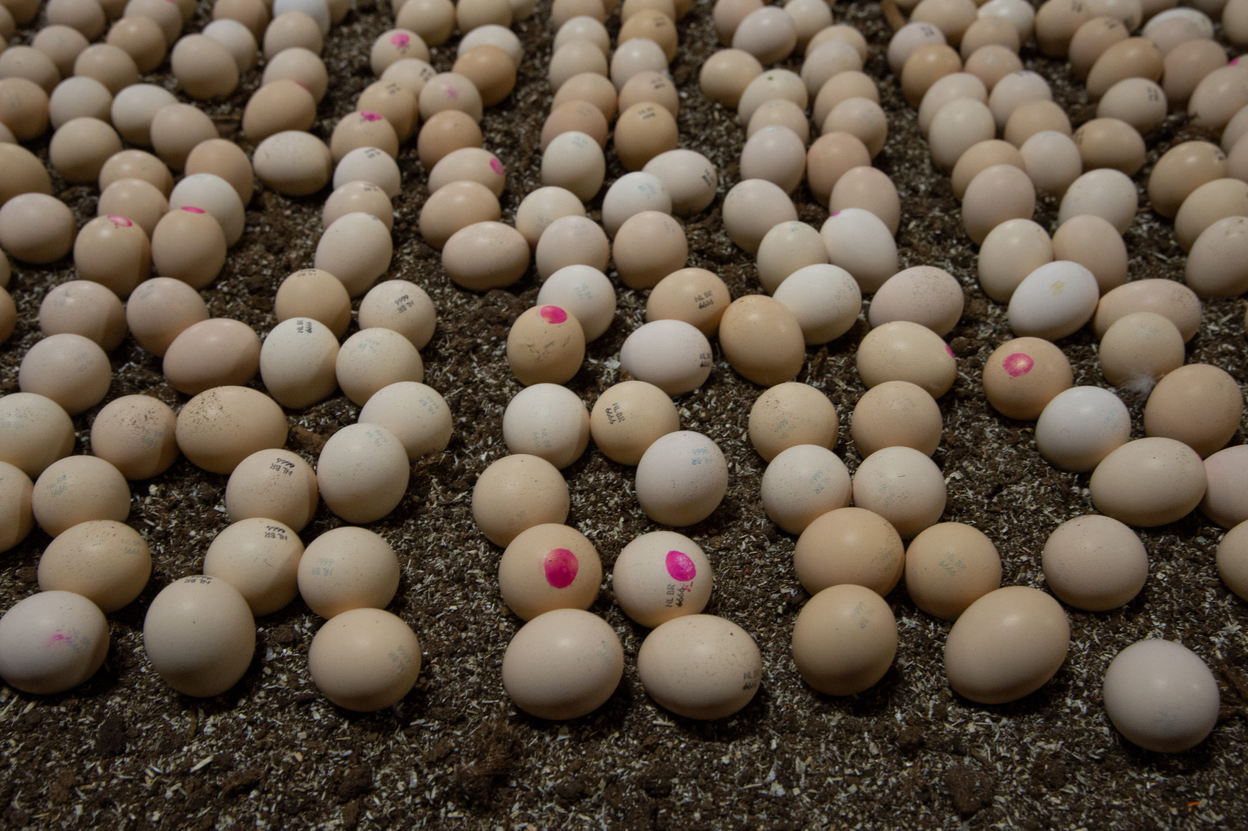 Hatching broilers on-farm or inside the hatchery – what are the results?