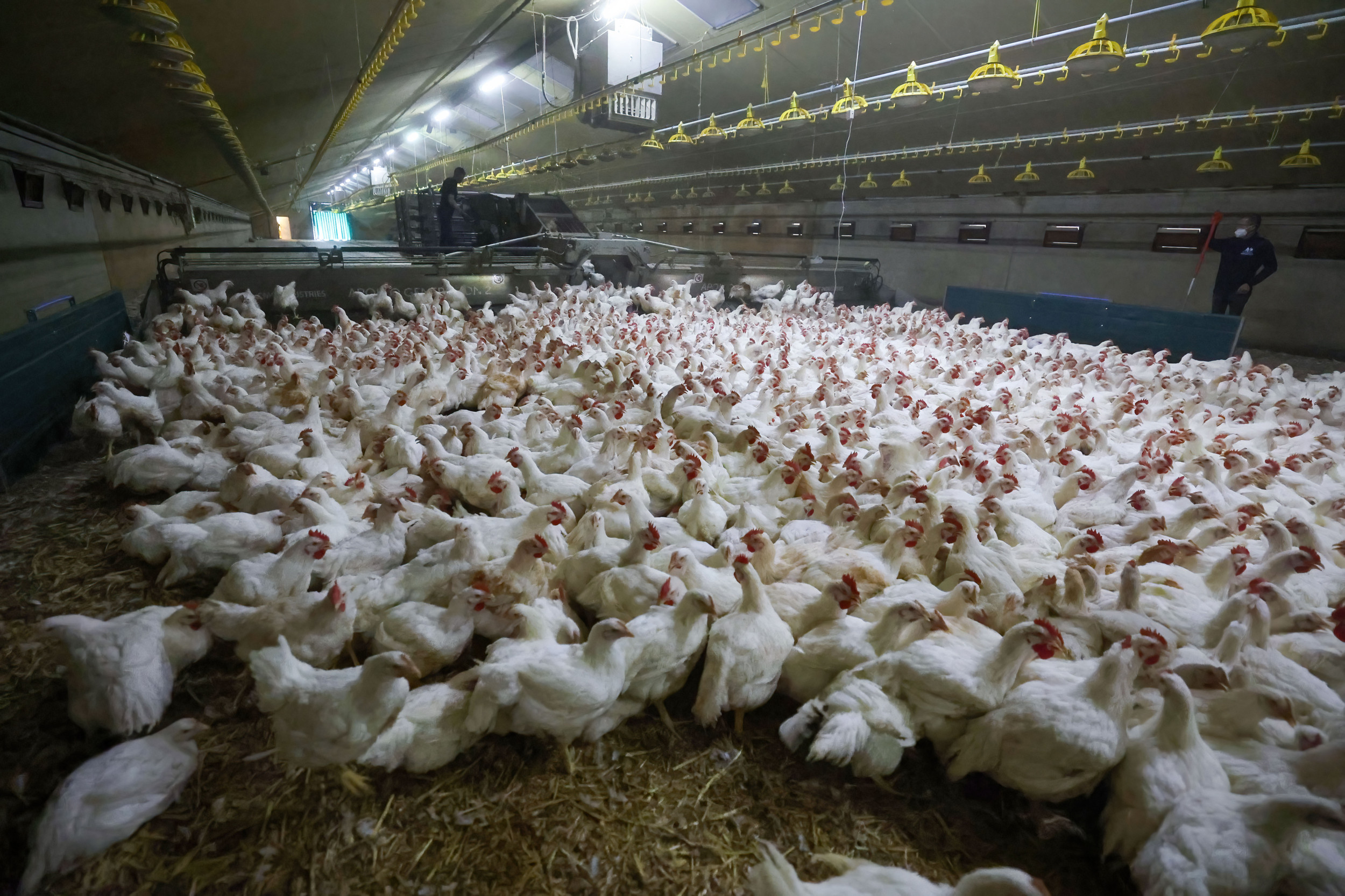 New strategies wished to handle IBD in poultry